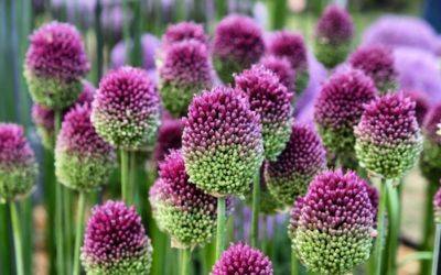 When Is It Too Late to Plant Alliums? - jparkers.co.uk