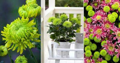 9 Best Green Chrysanthemum Varieties and Meaning - balconygardenweb.com
