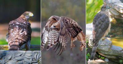 What Does it Mean When a Hawk Visits You? Find Out! - balconygardenweb.com