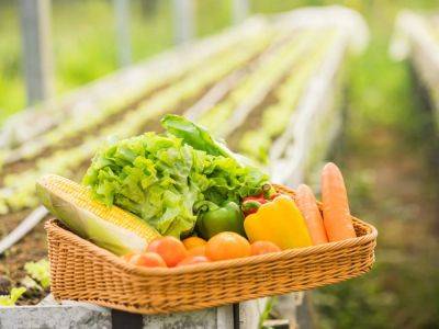 Heirloom vs. Hybrid vs. GMO Vegetables: Know The Differences - gardeningknowhow.com