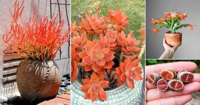 23 Most Stunning Orange Succulents - balconygardenweb.com - state California