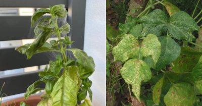4 Early Signs of Spider Mites on Plants + Prevention Tips - balconygardenweb.com