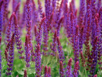 Essential Salvia Varieties For Beds, Borders, Pots And Pollinators - gardeningknowhow.com