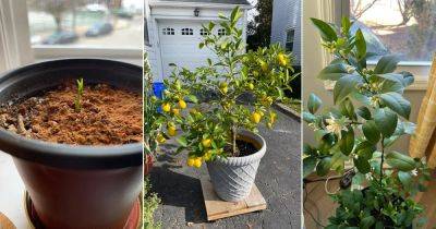 Lemon Tree Growth Stages Explained - balconygardenweb.com