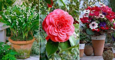 14 Pretty Flowers That Means Forever - balconygardenweb.com