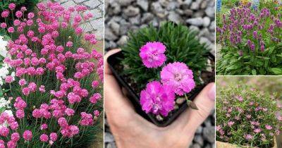 18 Beautiful Tiny Pink Flowers - balconygardenweb.com