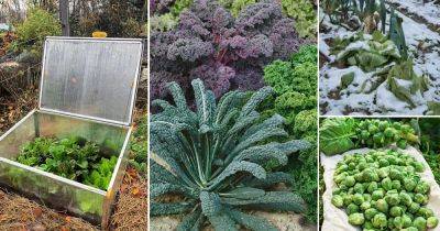 12 Best Cold Hardy Vegetables that Tolerate Frost and Cold - balconygardenweb.com - China