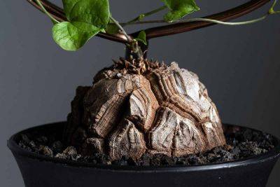 How to Grow and Care for Tortoise Plants - gardenerspath.com - South Africa - county Hardy