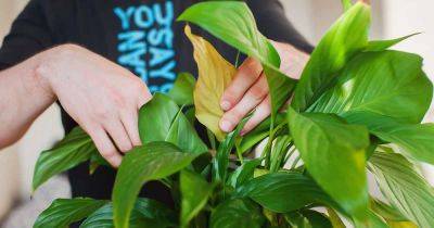 When and How to Prune Peace Lilies - gardenerspath.com