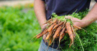 How To Grow Carrots - gardenersworld.com