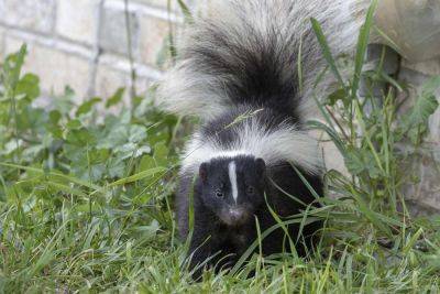How To Get Rid Of Skunks, According To Experts - southernliving.com - Georgia - state Virginia