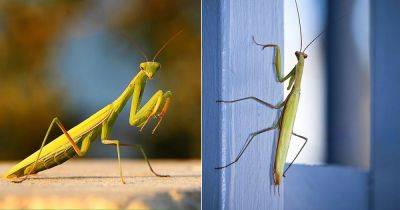 Seeing a Green Praying Mantis Meaning - balconygardenweb.com - China