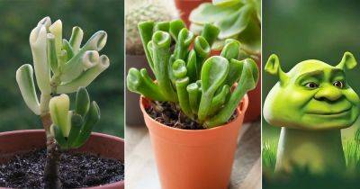 4 Succulents That Look Like Shrek Ears - balconygardenweb.com