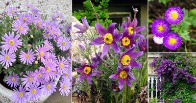 12 Beautiful Purple Flowers With Yellow Center - balconygardenweb.com - Japan
