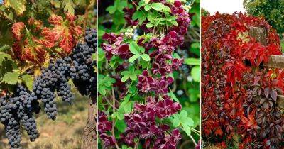 5 Stunning Vines with Red Stems and 5 Leaves - balconygardenweb.com