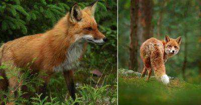 What Does it Mean When a Fox Crosses Your Path - balconygardenweb.com - Usa - Britain - Japan