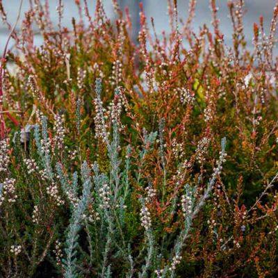 How do you care for heaths and heathers? - finegardening.com