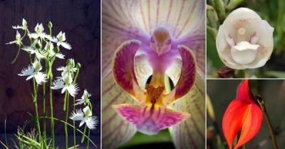 8 Orchids that Look Like Birds - balconygardenweb.com