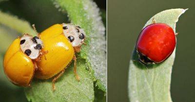 Ladybug With No Spots Spiritual Meaning - balconygardenweb.com