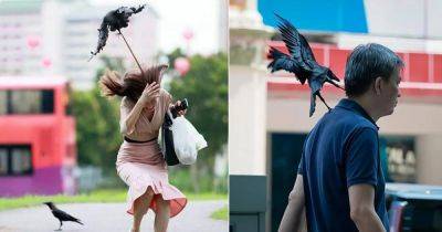 What Does It Mean When a Bird Attacks Your Head? - balconygardenweb.com