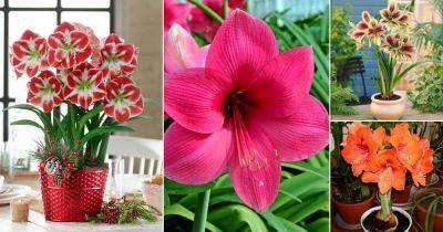 25 Best Amaryllis Colors and Varieties - balconygardenweb.com