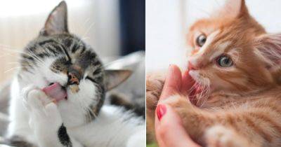 What Does it Mean When a Cat Licks You? - balconygardenweb.com