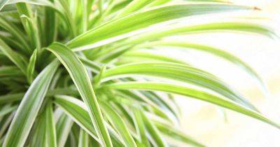 How to Repot Spider Plants in 5 Easy Steps - gardenerspath.com