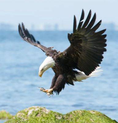 What Does it Mean When You See a Bald Eagle? - balconygardenweb.com - Usa - Greece - city Rome