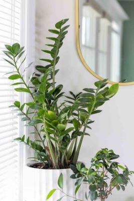 25 best indoor plants for oxygen and air purifying - growingfamily.co.uk
