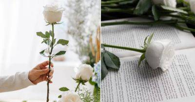 What Does a White Rose Mean When Someone Give it to You - balconygardenweb.com