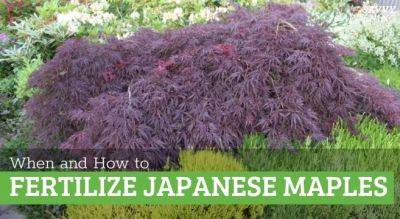 Japanese Maple Fertilizer: How and When to Apply - savvygardening.com - Japan