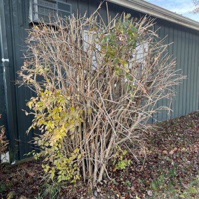 Winter is Best Time for Rejuvenation Pruning in the Mid-Atlantic - finegardening.com