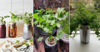 Grow Herbs Year Round Without Soil With this Method - balconygardenweb.com