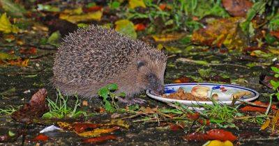 What to Feed Hedgehogs - gardenersworld.com