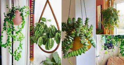 24 Hanging Basket Plants You can Grow from Cuttings - balconygardenweb.com - Britain