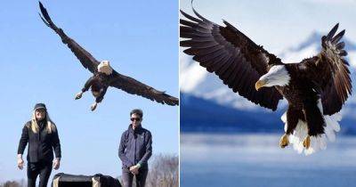 What Does It Mean When an Eagle Flies Over You? - balconygardenweb.com