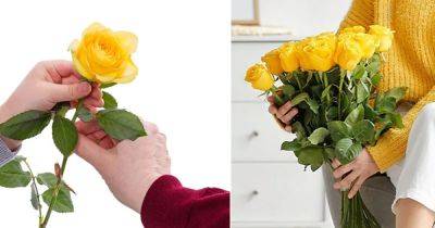 What Does It Mean When Someone Gives You a Yellow Rose? - balconygardenweb.com