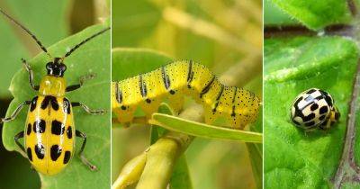 11 Most Common Yellow Bugs on Plants - balconygardenweb.com