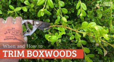 When to Trim Boxwoods and How to Do It Right - savvygardening.com