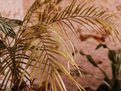 Common Parlor Palm Problems And How To Solve Them - gardeningknowhow.com
