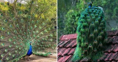 What Does It Mean When a Peacock Spreads Its Feathers - balconygardenweb.com