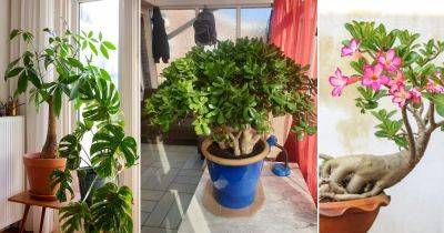 9 Indoor Plants that Become Quick Easy Bonsai - balconygardenweb.com