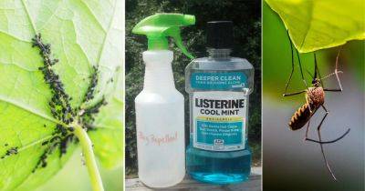 Listerine as Bug Repellent: Use Listerine to Repel Mosquitoes & Flies - balconygardenweb.com