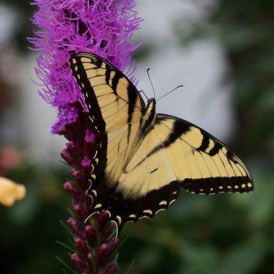 Butterflies in Barb’s Garden - finegardening.com - Mexico - state Pennsylvania