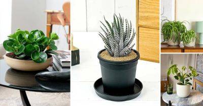 16 Cool Plants for Office With No Windows - balconygardenweb.com