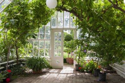Curate the perfect collection of plants for your conservatory - theenglishgarden.co.uk - New York