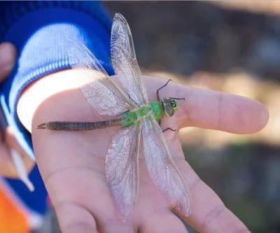 What Does It Mean When a Dead Dragonfly Lands on You - balconygardenweb.com - Antarctica