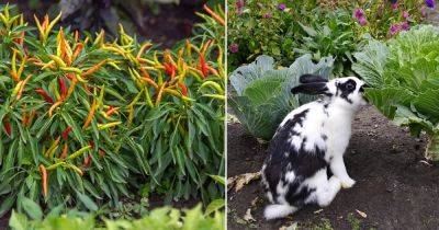 Do Rabbits Eat Pepper Plants? Find Out! - balconygardenweb.com
