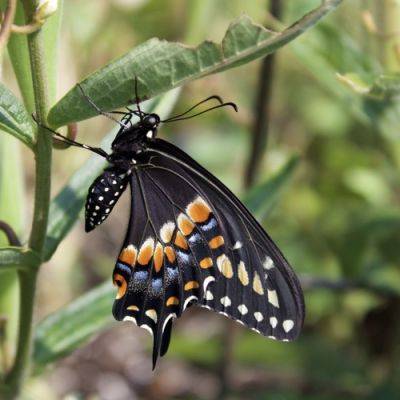 More Butterflies in Barb’s Garden - finegardening.com - state Pennsylvania - state Florida - state Ohio
