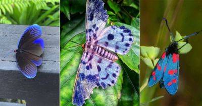 15 Beautiful Blue Moths You May Spot in the Garden - balconygardenweb.com - Mexico - state Florida - county Garden